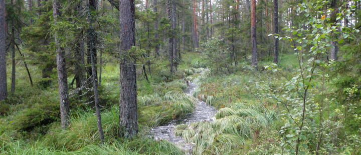 Foto: TUM – Nachhaltige Waldbewirtschaftung