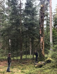Foto: TUM – Fichten-Totholz