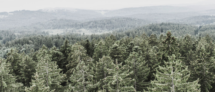 Foto: Markus Spiske – Nationalpark Bayerischer Wald Foto: Markus Spiske – Nationalpark Bayerischer Wald