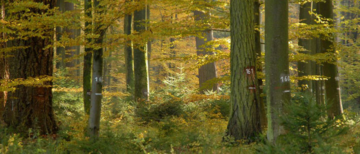 Photo by Leonhard Steinacker – Mixed forest consisting of beech, Douglas fir and spruce Photo by Leonhard Steinacker – Mixed forest consisting of beech, Douglas fir and spruce