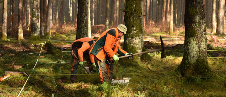 Foto: Leonhard Steinacker – Pflanzung des Buchen-Douglasien-Mischbestandes Foto: Leonhard Steinacker – Pflanzung des Buchen-Douglasien-Mischbestandes