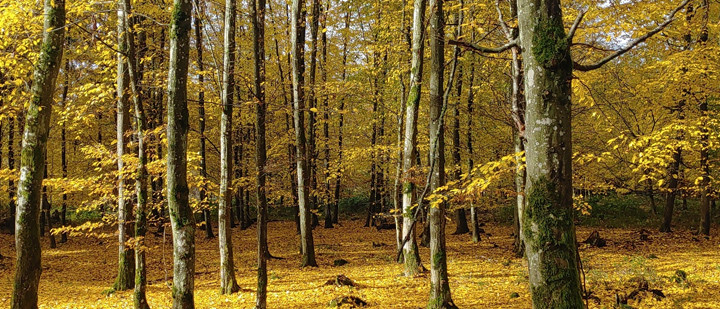 Foto: Julia Schmucker – Hainbuchen mit gelber Herbstfärbung Foto: Julia Schmucker – Hainbuchen mit gelber Herbstfärbung