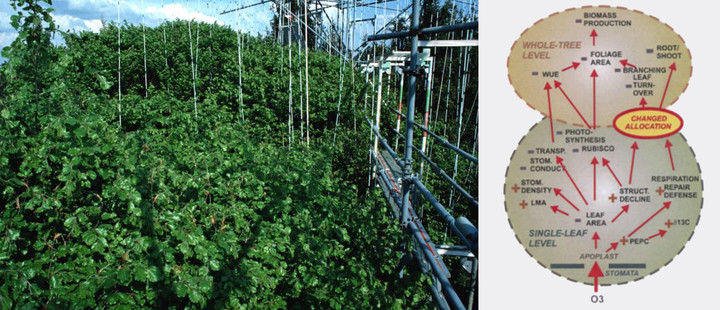 Foto: Karl-Heinz Häberle – Ozonmessungen in Waldbestand / Grafik: aus Matyssek et al. 2014 – Auswirkungen von Ozon auf Pflanzen Foto: Karl-Heinz Häberle – Ozonmessungen in Waldbestand / Grafik: aus Matyssek et al. 2014 – Auswirkungen von Ozon auf Pflanzen
