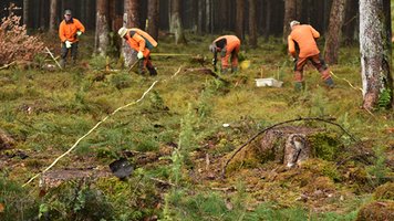 Foto: Leonhard Steinacker – Douglasien-Pflanzeinheit