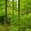 3) Kiefern-Buchen-Altbestand mit Buchen-Naturverjüngung