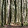 5) Altbestand aus Buche und Kiefer